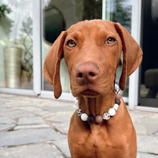 Schmuckband-Zeckenband für Hunde "Brownie" – Bild 4